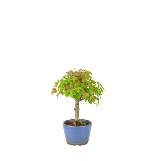 Acer buergerianum (Érable trident), pot rond bleu, hauteur ~23 cm