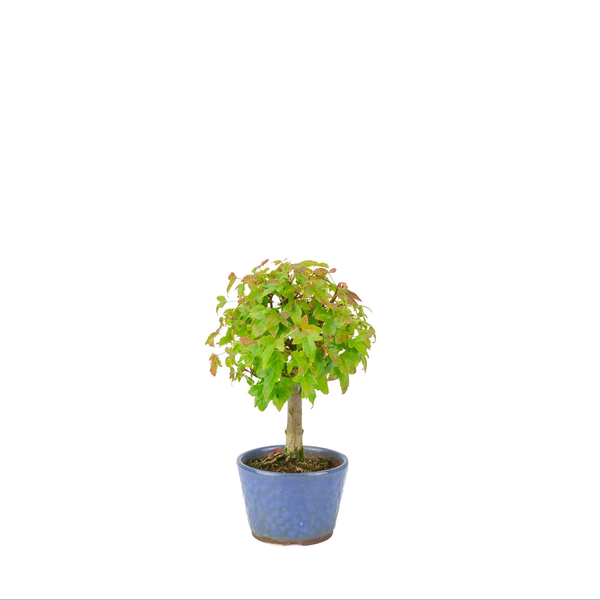 Acer buergerianum (Érable trident), pot rond bleu, hauteur ~23 cm