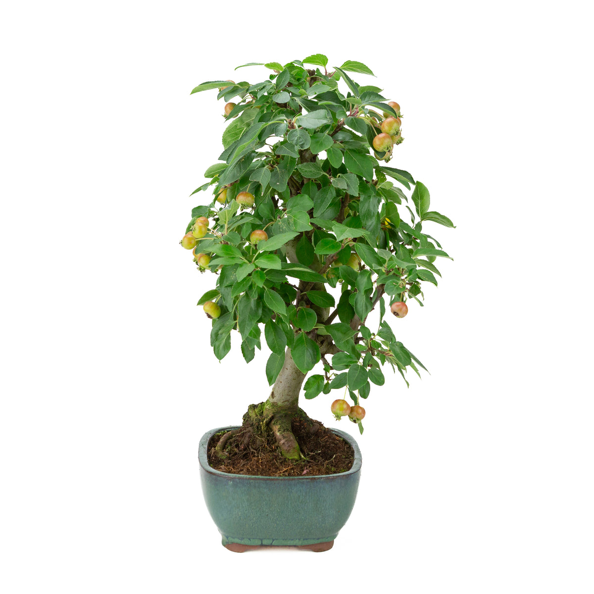 Malus halliana (Pomme) en pot rectangulaire verte, hauteur ~46 cm