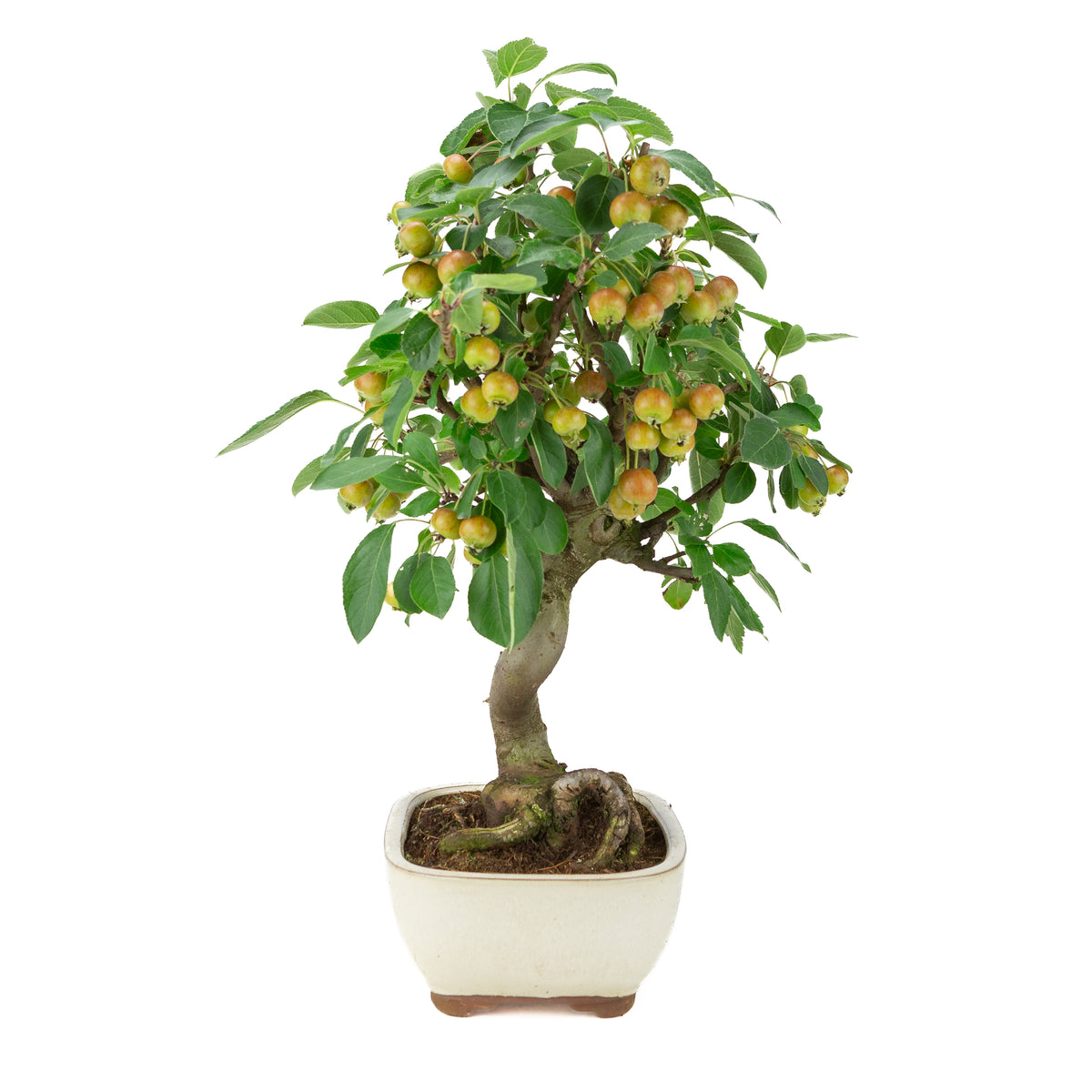 Malus halliana (Pomme) en pot rectangulaire crème, hauteur ~48 cm
