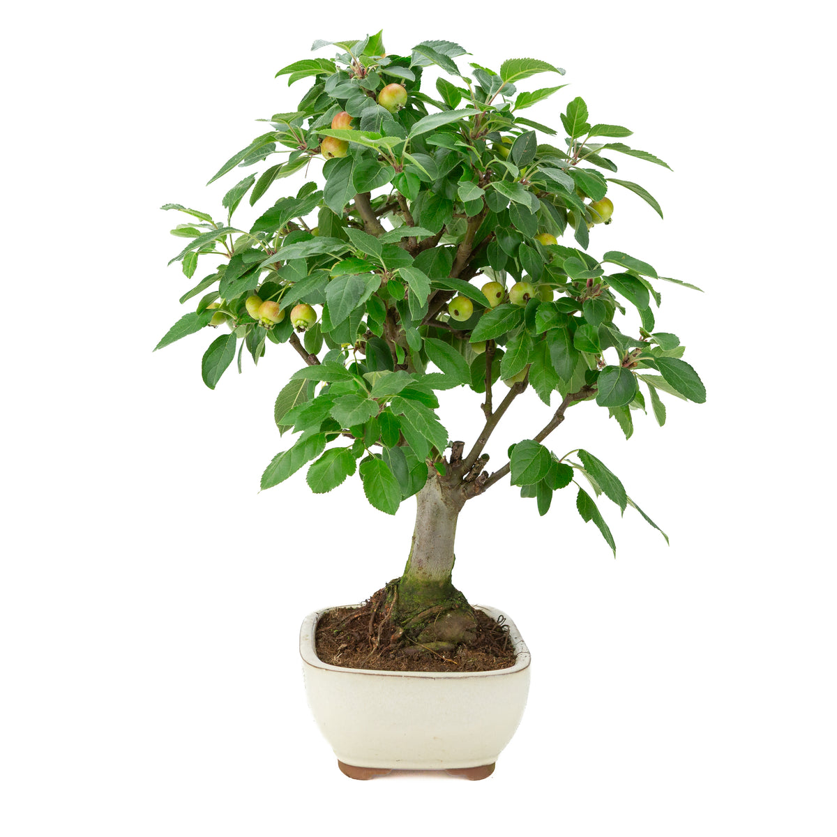 Malus halliana (Pommier) dans un pot rectangulaire crème, hauteur ~50 cm