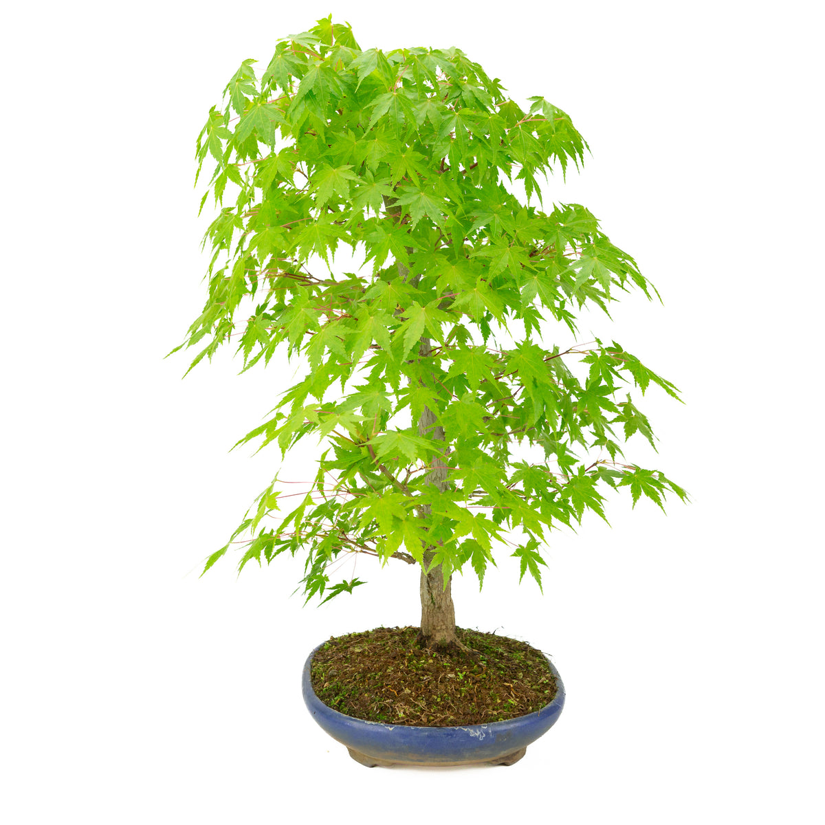 Acer palmatum (Érable japonais) pot ovale bleu, hauteur ~50 cm
