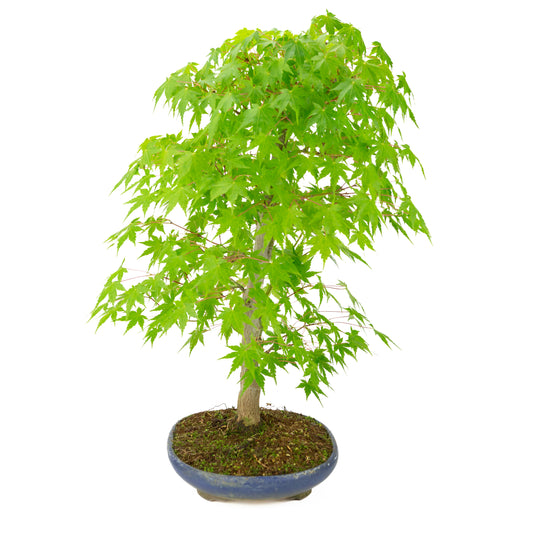 Acer palmatum (Érable japonais) pot ovale bleu, hauteur ~50 cm