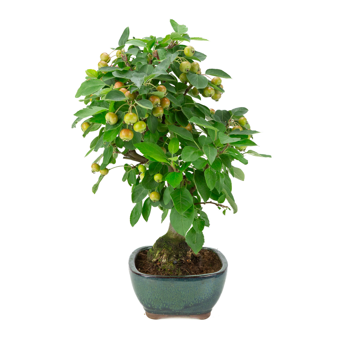 Malus halliana (Pomme) en pot rectangulaire verte, hauteur ~46 cm