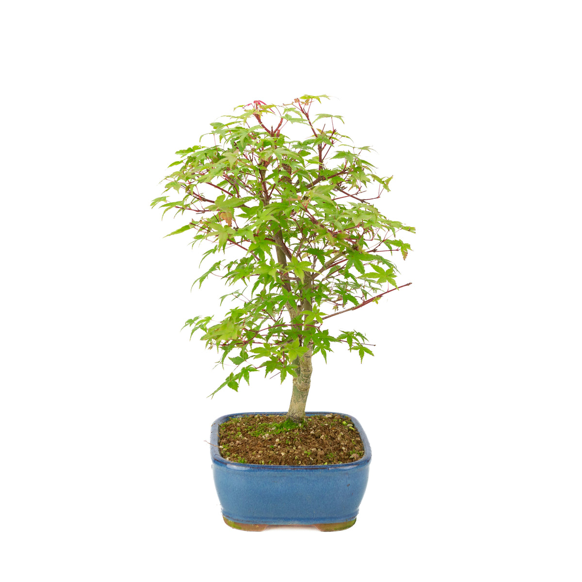 Acer palmatum 'Deshojo' (Érable japonais) pot rectangulaire bleu, hauteur ~39 cm