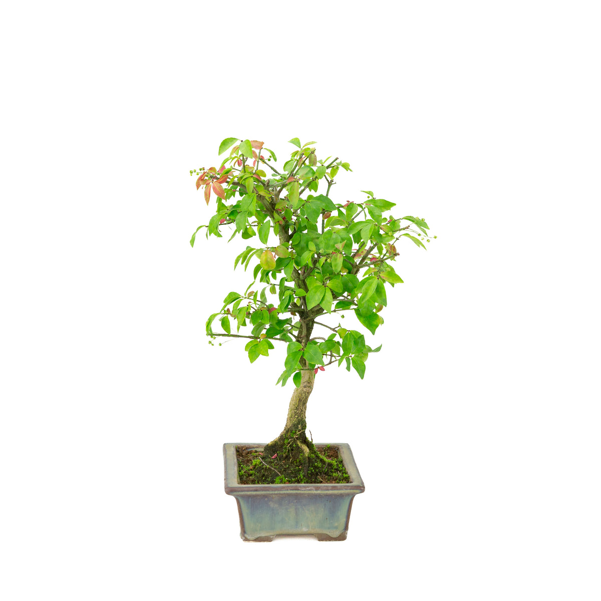 Euonymus alatus (Fusain ailé) pot rectangulaire bleu-vert, hauteur ~36 cm