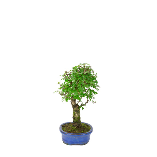 Zelkova nire (Orme du Japon) dans un pot ovale bleu, hauteur ~28 cm