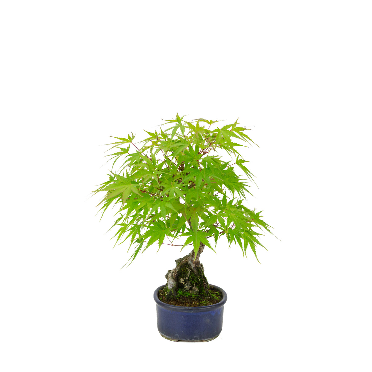 Acer palmatum 'Arakawa' (Érable du Japon) Seki-jojo en pot ovale bleu, hauteur ~30 cm