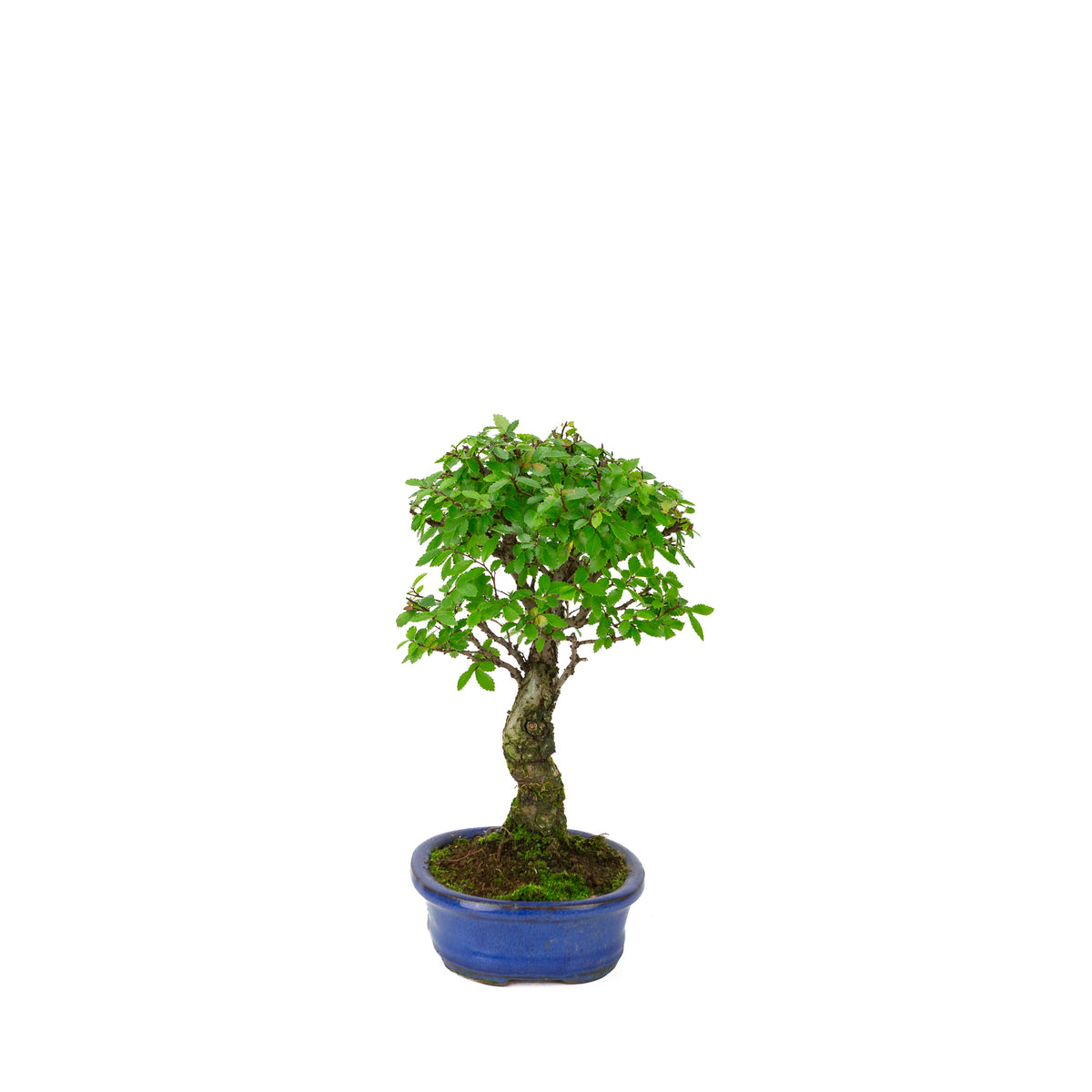 Zelkova nire (Orme du Japon) dans un pot ovale bleu, hauteur ~28cm