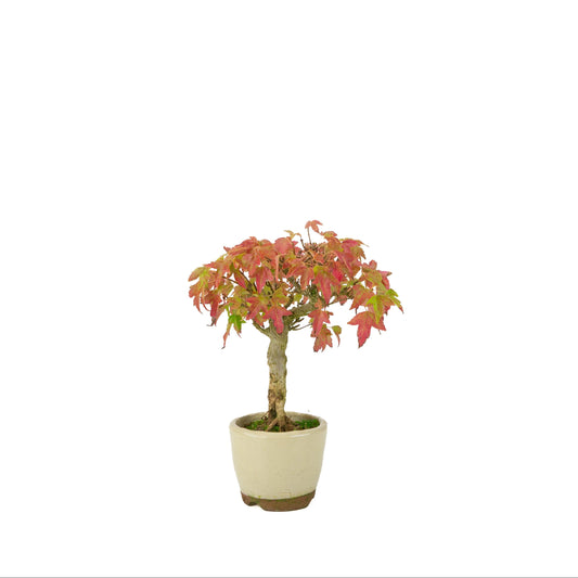 Acer buergerianum (Érable de Burger) pot rond crème, hauteur ~24 cm