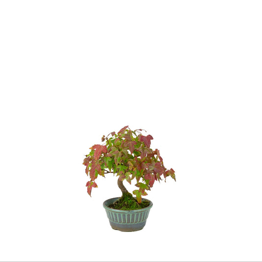 Acer buergerianum (Érable de Burger) pot rond bleu-vert, hauteur ~17 cm