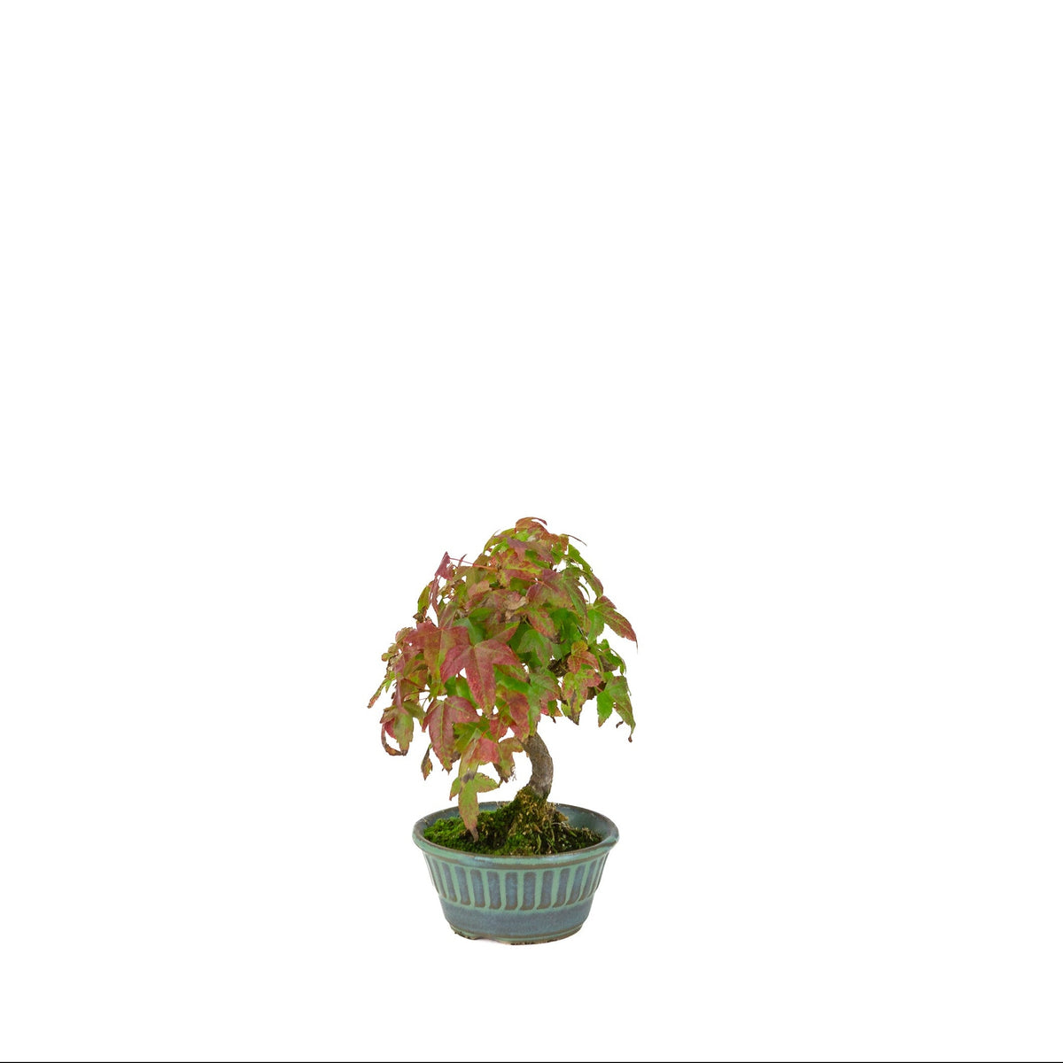 Acer buergerianum (Érable de Burger) pot rond bleu-vert, hauteur ~17 cm
