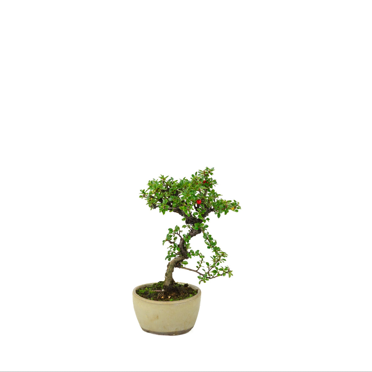 Cotoneaster horizontalis (Cotonéaster rampant) pot rond crème, hauteur ~21 cm