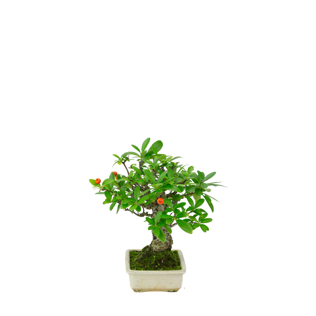 Pyracantha angustifolia (Buisson ardent) pot rectangulaire crème, hauteur ~24cm
