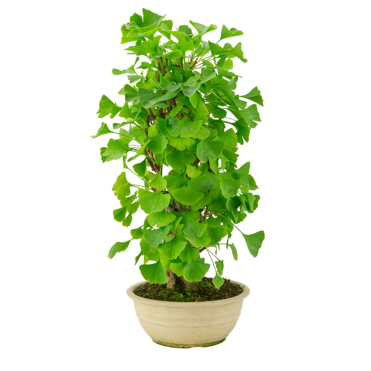 Ginkgo biloba pot rond crème 20 cm, hauteur ~50 cm