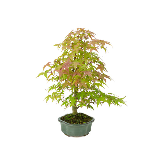 Acer palmatum Deshojo pot rectangulaire crème 21 cm, hauteur ~52 cm