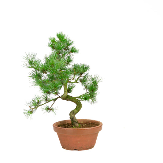 Pinus parviflora pot en terre cuite 19 cm, hauteur ~42 cm