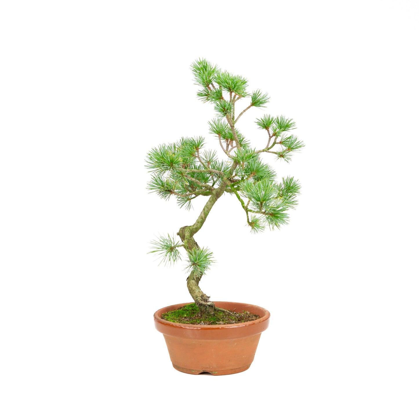 Pinus parviflora pot en terre cuite 19 cm, hauteur ~42 cm