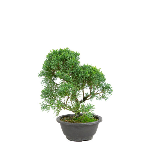 Juniperus chinensis pot rectangulaire vert 13 cm, hauteur ~35 cm