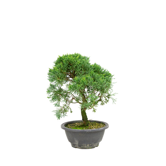 Juniperus chinensis pot rectangulaire vert 13 cm, hauteur ~35 cm