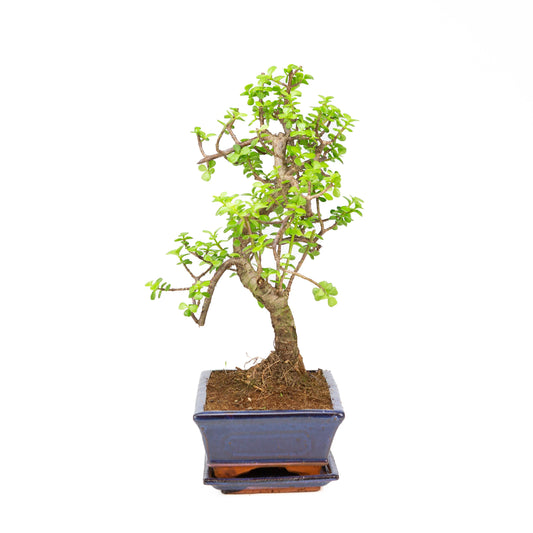 Portulacaria afra Bonsai, pot 25 cm, hauteur ~43 cm