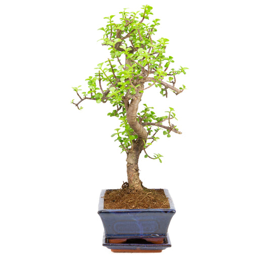 Portulacaria afra Bonsai dans un pot brun 22 cm, hauteur ~30 cm