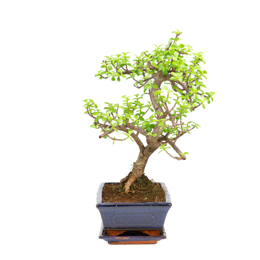 Portulacaria afra Bonsai dans un pot brun 22 cm, hauteur ~30 cm