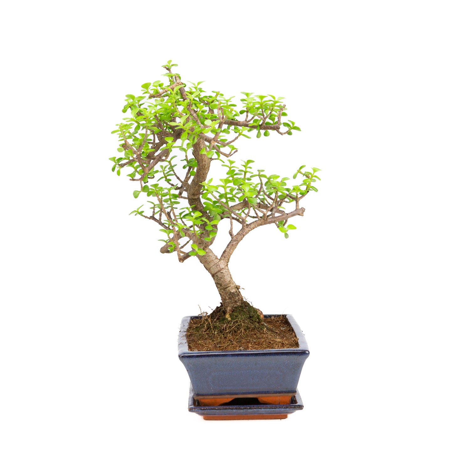 Portulacaria afra Bonsai dans un pot brun 22 cm, hauteur ~30 cm