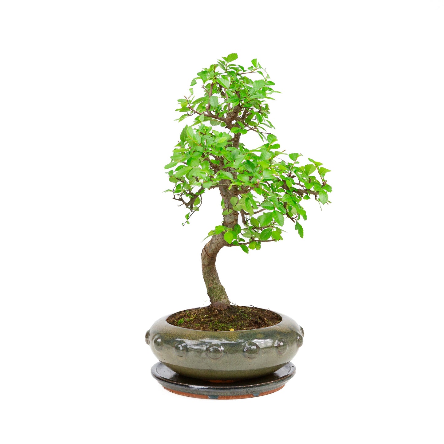 Bonsaï Zelkova dans un pot ovale vert 29 cm, hauteur ~40 cm