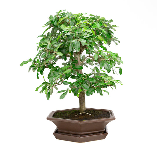 Elaeagnus pot brun 33 cm, hauteur ~ 52 cm