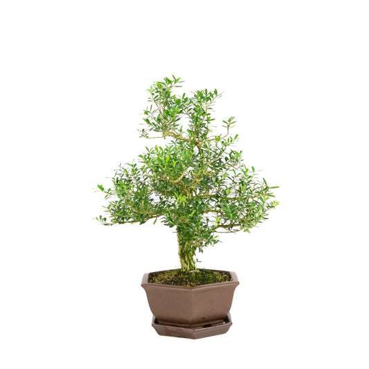 Buxus harlandii Bonsaï dans un pot bleu 21 cm, hauteur ~36 cm (Copie)