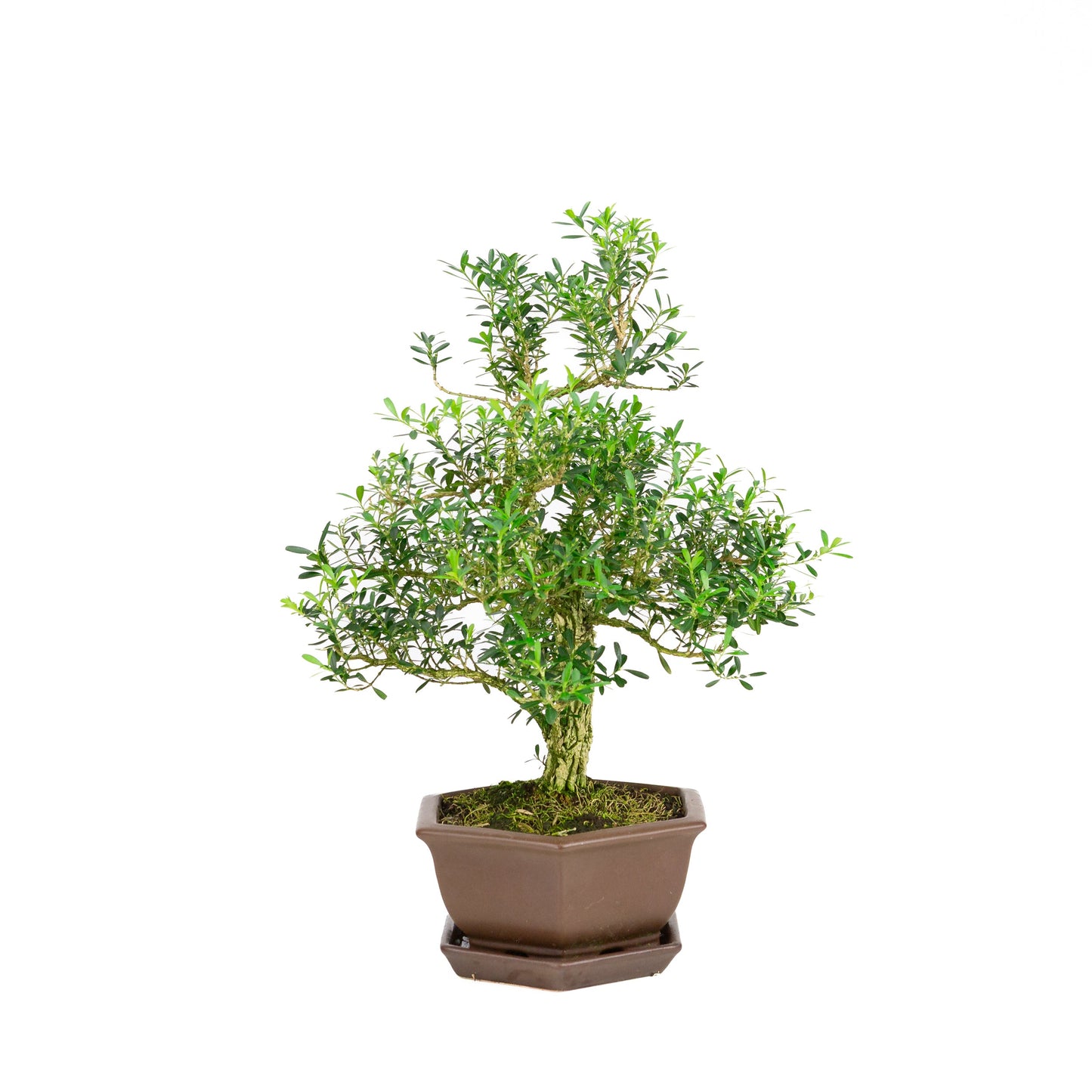 Buxus harlandii Bonsaï dans un pot bleu 21 cm, hauteur ~36 cm (Copie)