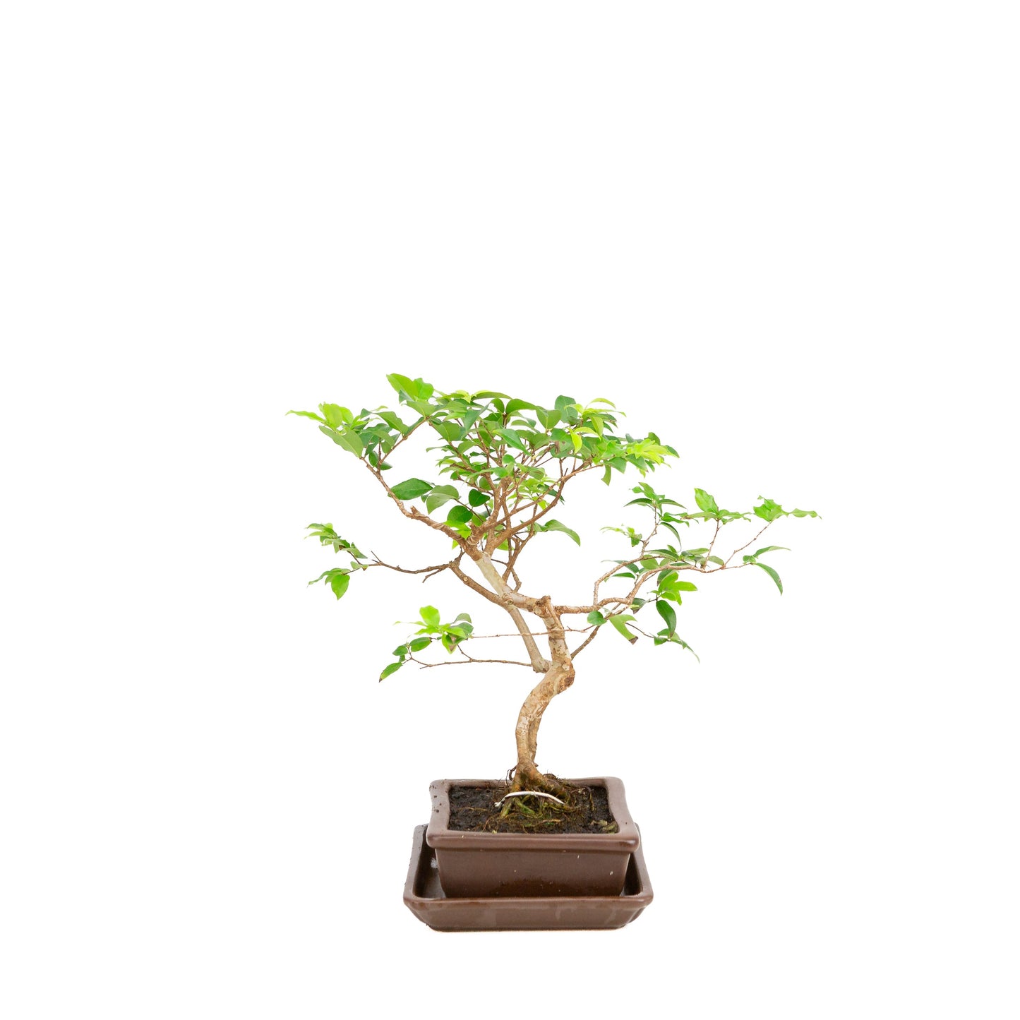 Bonsaï Syzigium dans un pot brun 16 cm, hauteur 28 cm