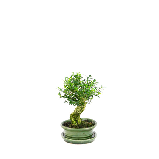 Buxus harlandii Bonsaï dans un pot vert 26 cm, hauteur ~46 cm