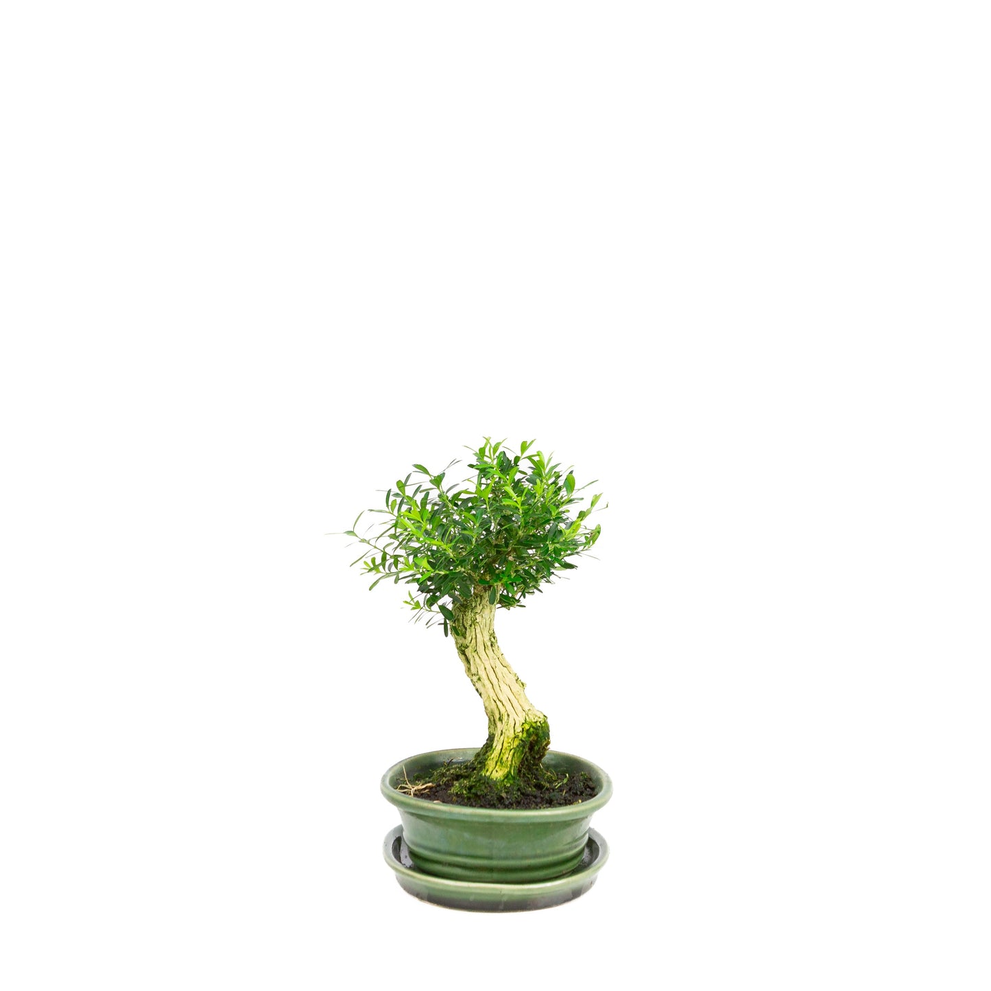 Buxus harlandii Bonsaï dans un pot vert 26 cm, hauteur ~46 cm
