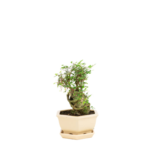 Zelkova Bonsaï avec pierre dans pot crème 22 cm, hauteur ~36 cm