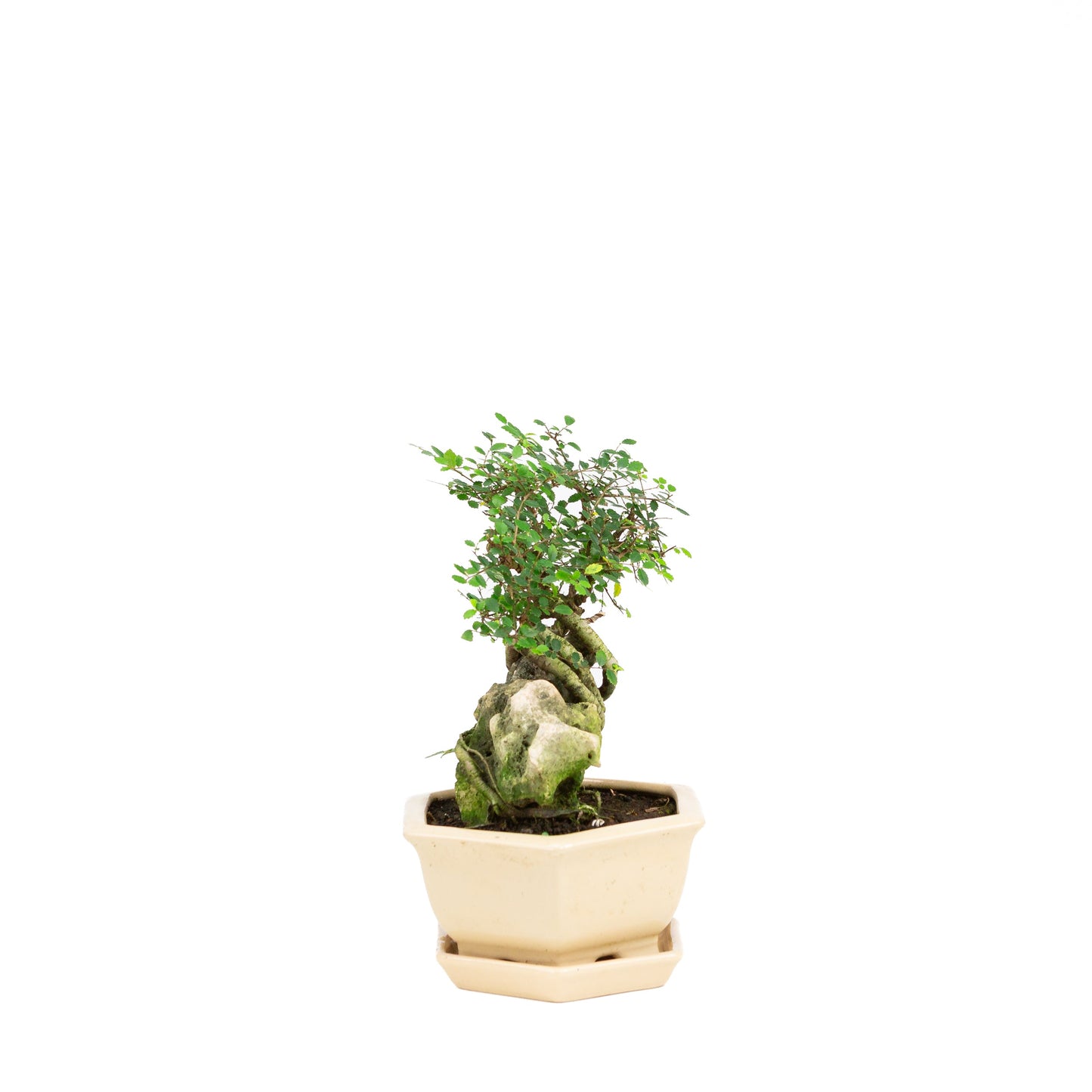 Zelkova Bonsaï avec pierre dans pot crème 22 cm, hauteur ~36 cm