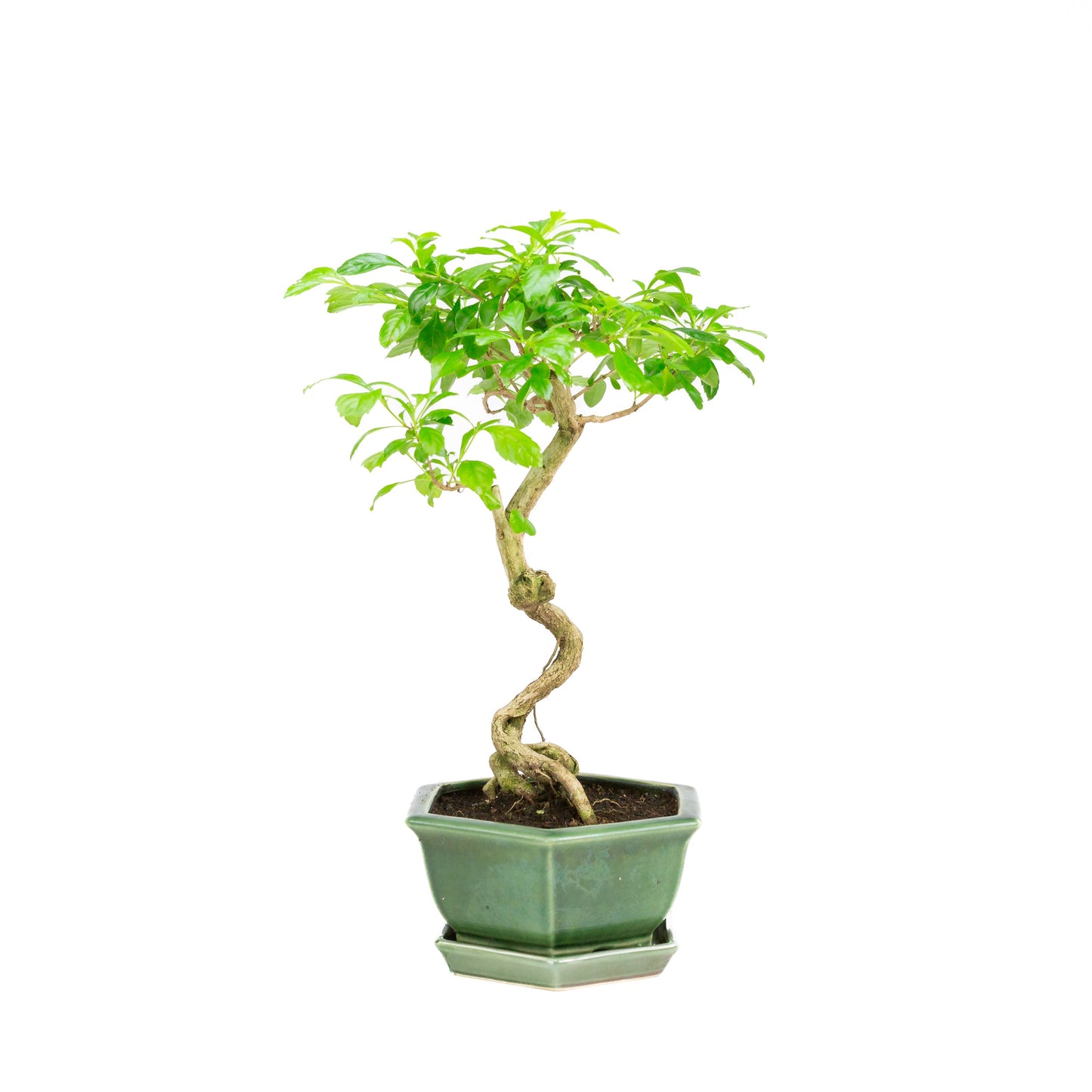 Durantha repens Bonsaï dans un pot vert 18 cm, hauteur ~39 cm