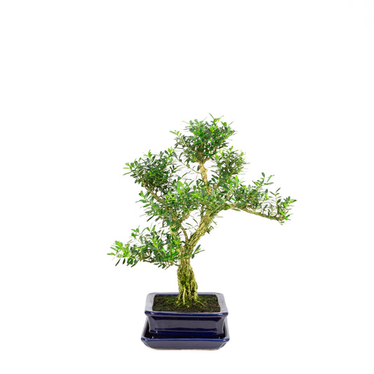 Buxus harlandii Bonsaï dans un pot bleu 17 cm, hauteur ~34 cm