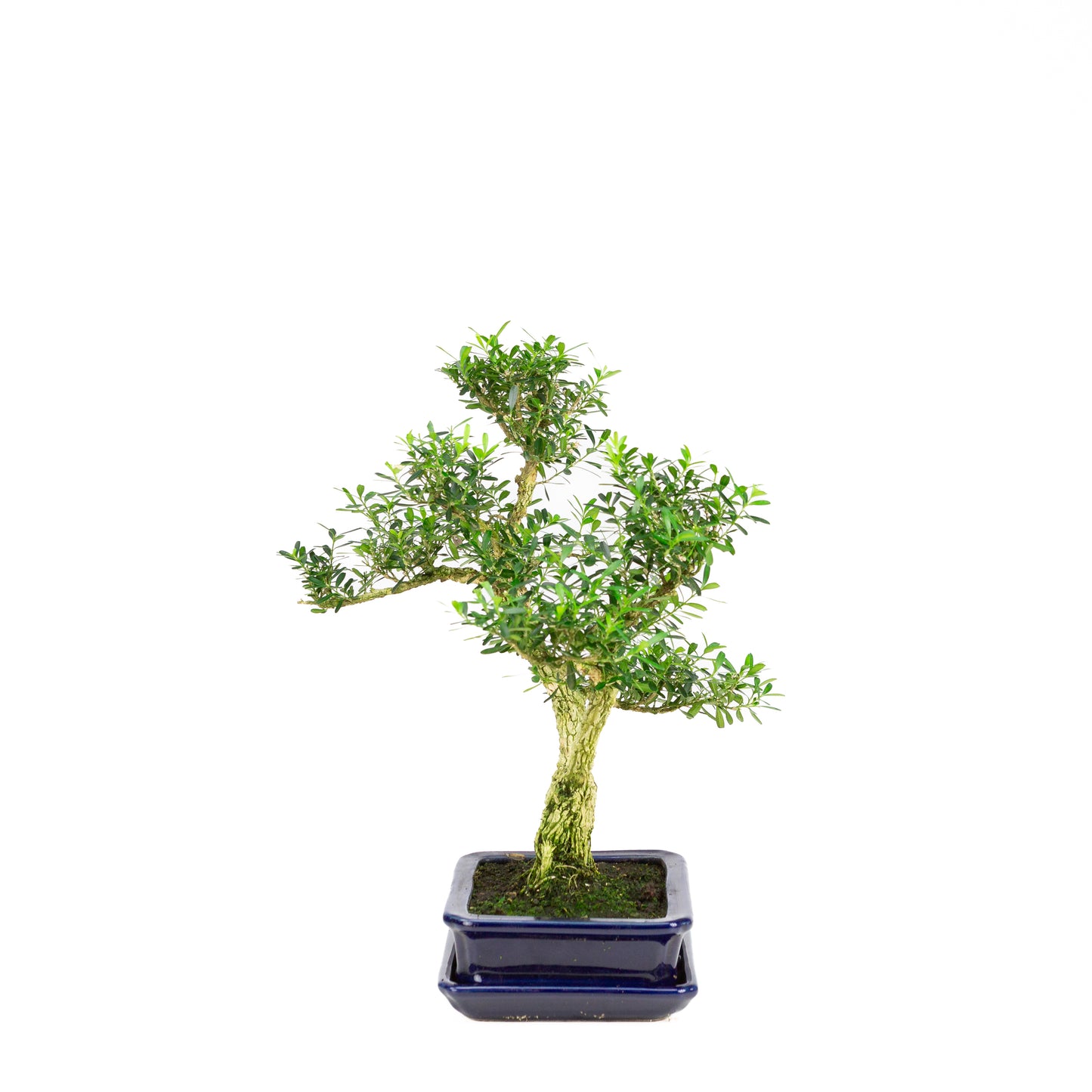 Buxus harlandii Bonsaï dans un pot bleu 21 cm, hauteur ~36 cm (Copie)
