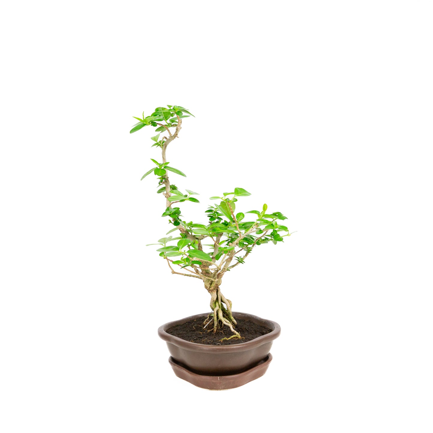 Bonsaï Premna dans un pot brun 17 cm, hauteur ~22 cm