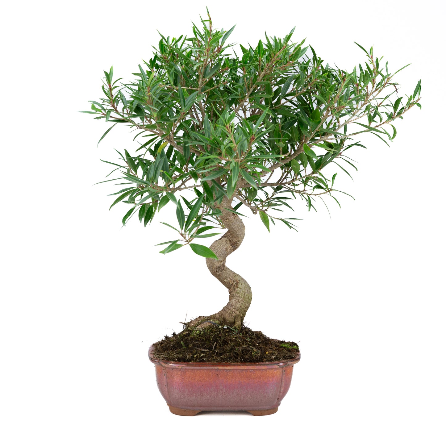 Ficus nerifolia (figuier à feuilles de saule), hauteur ~52 cm