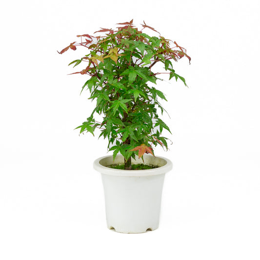 Acer palmatum pot en plastique 13 cm, hauteur ~33 cm