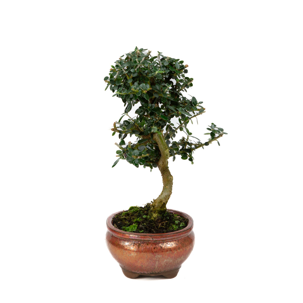Olea europaea sylvestris pot ovale rouge 15 cm, hauteur ~32 cm