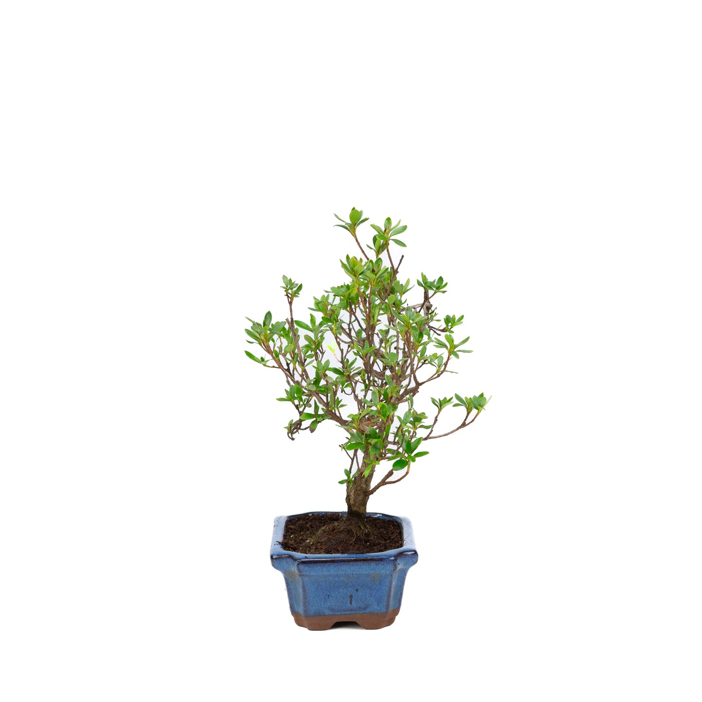 Rhododendron pot rectangulaire bleu 15 cm, hauteur ~30 cm