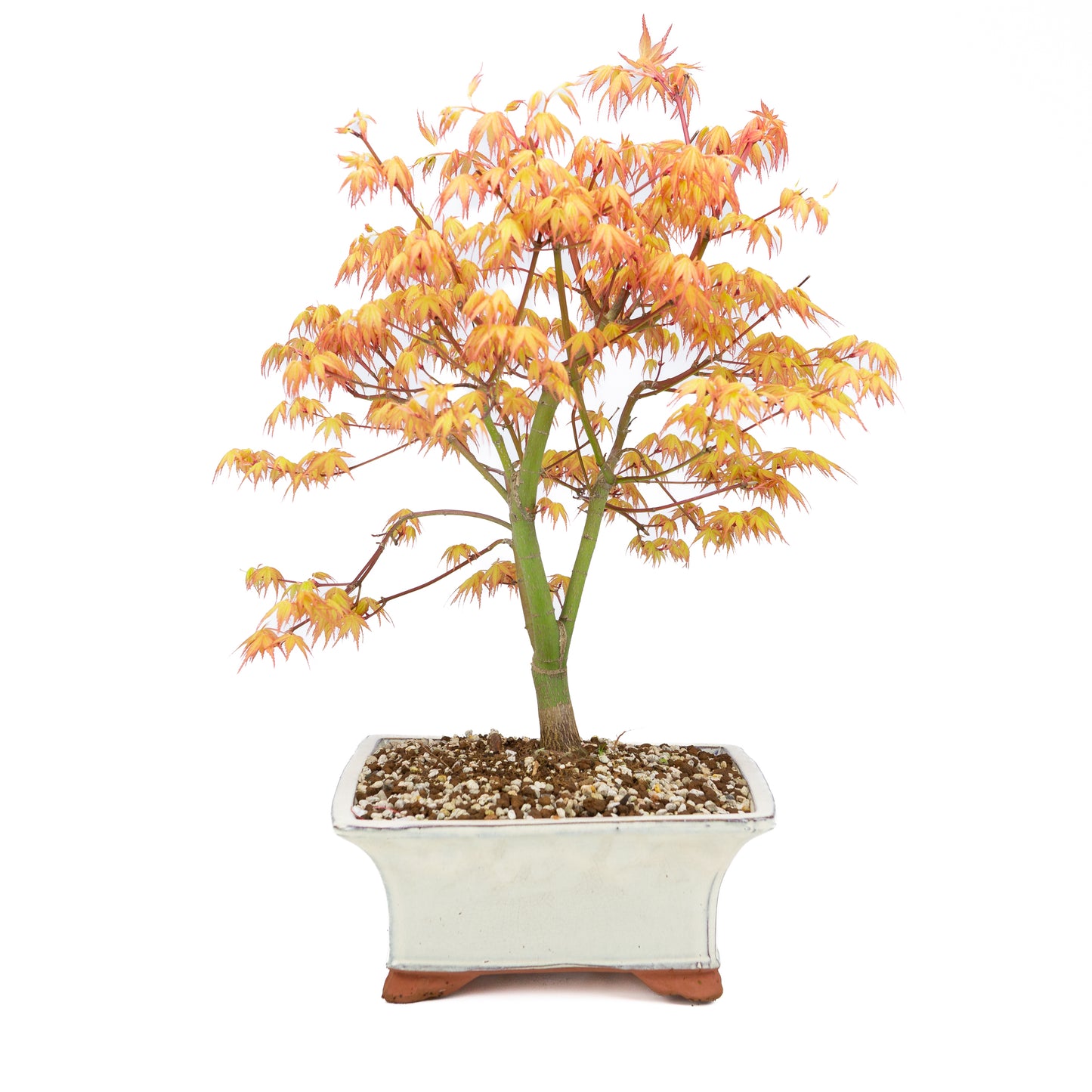 Acer palmatum « Katsura » (érable japonais), hauteur ~47 cm