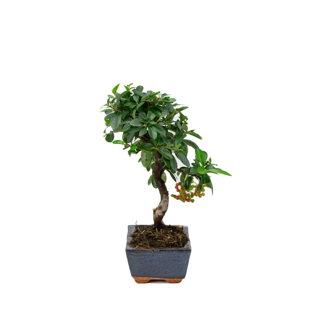 Pyracantha angustifolia pot rectangulaire bleu 15 cm, hauteur ~30 cm