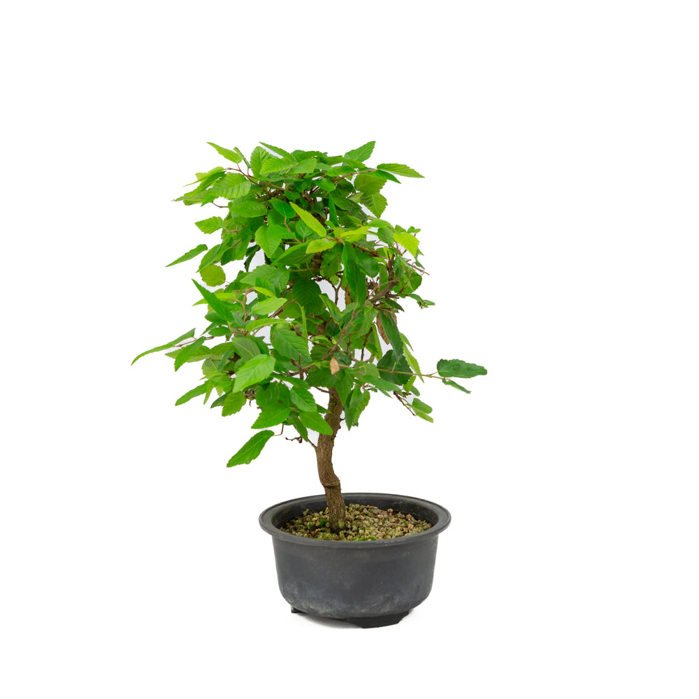 Carpinus coreana pot en plastique 12 cm, hauteur ~30 cm