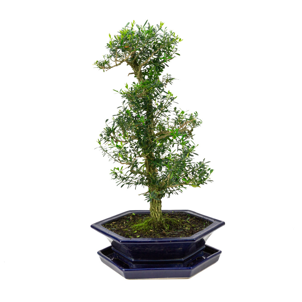 Buxus harlandii Bonsaï dans un pot bleu 32 cm, hauteur ~60 cm