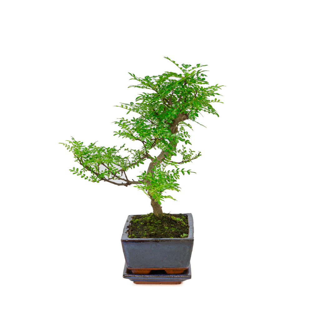 Zanthoxylum piperitium Bonsaï dans un pot bleu 20 cm, hauteur ~33 cm